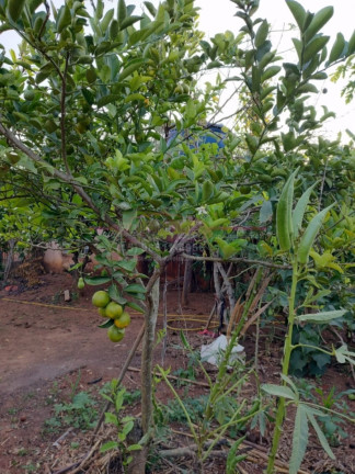 Imagem Chácara com 3 Quartos à Venda, 100 m² em Santo Antonio - Boituva