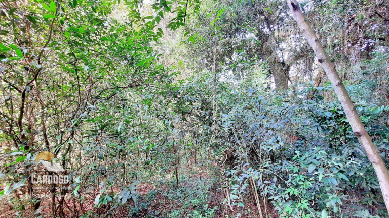 Imagem Fazenda à Venda, 6.000 m² em águas Claras - Viamão Imagem Fazenda à Venda, 6.000 m² em águas Claras - Viamão