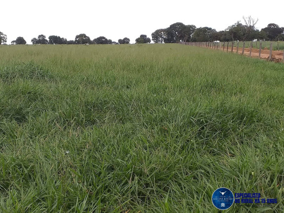 Imagem Fazenda à Venda, 44 m² em Zona Rural - Matrinchã Imagem Fazenda à Venda, 44 m² em Zona Rural - Matrinchã