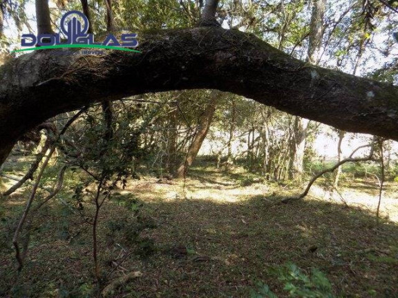 Imagem Chácara à Venda, 20.000 m² em águas Claras - Viamão