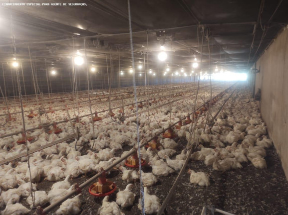 Imagem Chácara com 4 Quartos à Venda, 70.180 m² em Zona Rural - Flórida Imagem Chácara com 4 Quartos à Venda, 70.180 m² em Zona Rural - Flórida