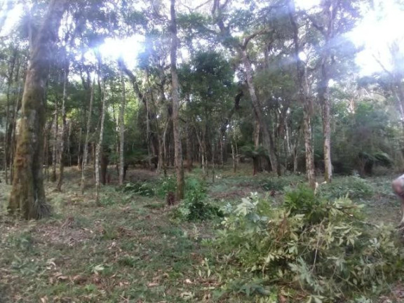 Imagem Terreno à Venda, 9.100 m² em Campestre Da Faxina - São José Dos Pinhais