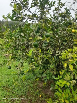 Imagem Chácara à Venda, em Consultar - Ibiúna Imagem Chácara à Venda, em Consultar - Ibiúna