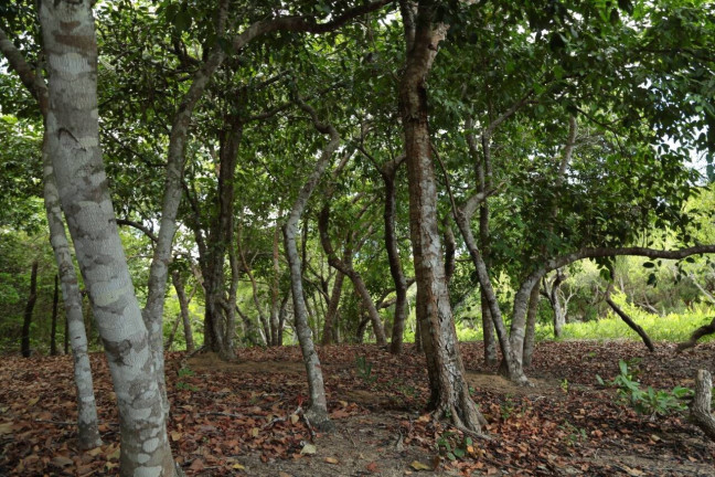 Imagem Terreno à Venda, 19 m² em Barra Do Cunhaú - Canguaretama Imagem Terreno à Venda, 19 m² em Barra Do Cunhaú - Canguaretama