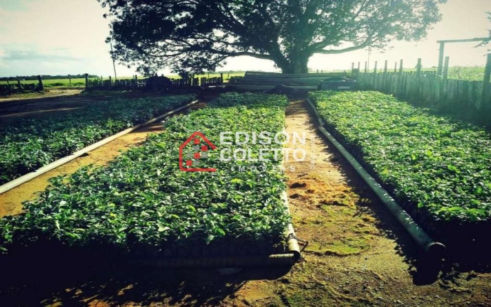 Imagem Fazenda à Venda, 6.000.000 m² em Centro - Itamaraju