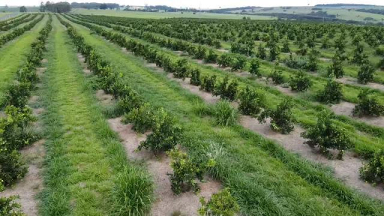 Imagem Fazenda à Venda, 121 m² em Rio Pardo - águas De Santa Bárbara Imagem Fazenda à Venda, 121 m² em Rio Pardo - águas De Santa Bárbara