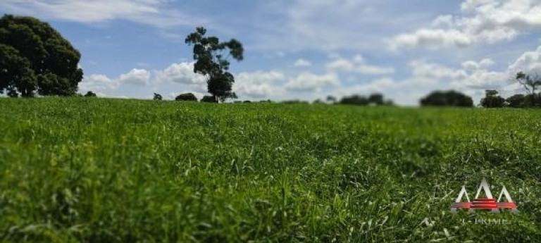 Imagem Fazenda à Venda, 1.100 m² em Zona Rural - Jangada Imagem Fazenda à Venda, 1.100 m² em Zona Rural - Jangada