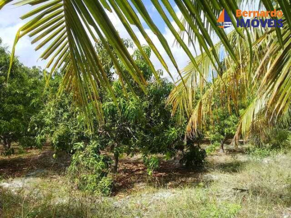 Imagem Chácara com 4 Quartos à Venda, 234 m² em Rodeador - Pindoretama Imagem Chácara com 4 Quartos à Venda, 234 m² em Rodeador - Pindoretama