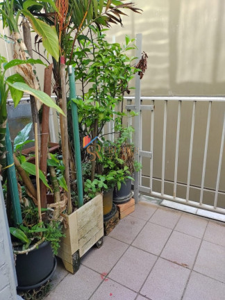 Imagem Apartamento com 2 Quartos à Venda, 53 m² em Roçado - São José Imagem Apartamento com 2 Quartos à Venda, 53 m² em Roçado - São José