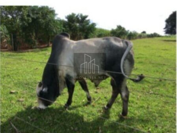 Imagem Imóvel com 5 Quartos à Venda, 350.000 m² em Jardim Lucila - Tatuí Imagem Imóvel com 5 Quartos à Venda, 350.000 m² em Jardim Lucila - Tatuí