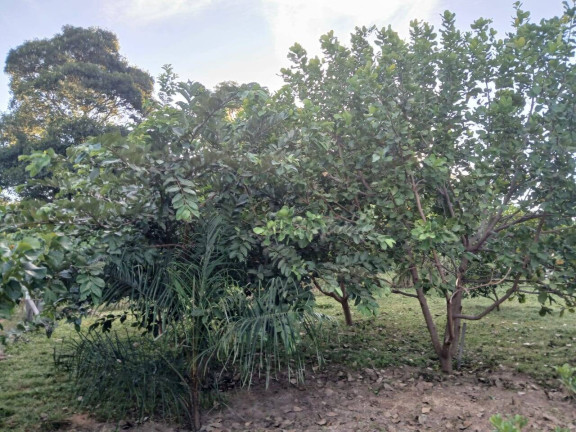 Imagem Chácara à Venda, 35 m² em Arapongas Imagem Chácara à Venda, 35 m² em Arapongas