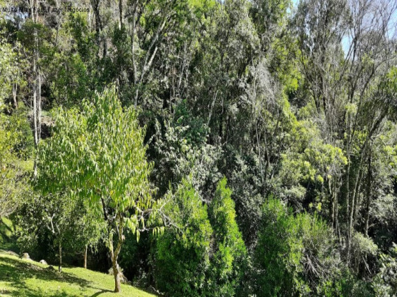 Imagem Imóvel com 2 Quartos à Venda, 220 m² em Linha Brasil Fundos - Nova Petrópolis