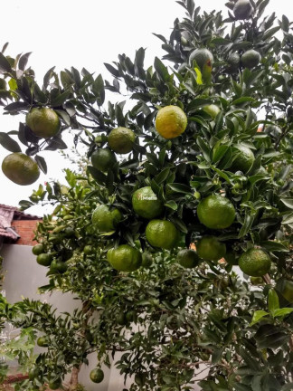 Imagem Casa com 3 Quartos à Venda, em Tarumã - Viamão Imagem Casa com 3 Quartos à Venda, em Tarumã - Viamão