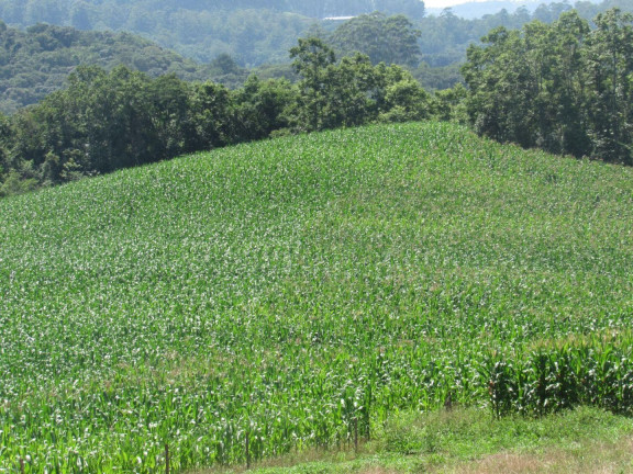 Imagem Terreno à Venda, 90.000 m² em Rural - Concórdia Imagem Terreno à Venda, 90.000 m² em Rural - Concórdia