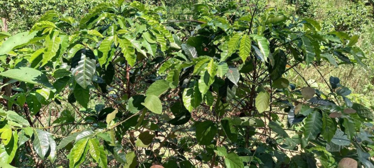 Imagem Terreno à Venda, 48.000 m² em Lagoa - Socorro
