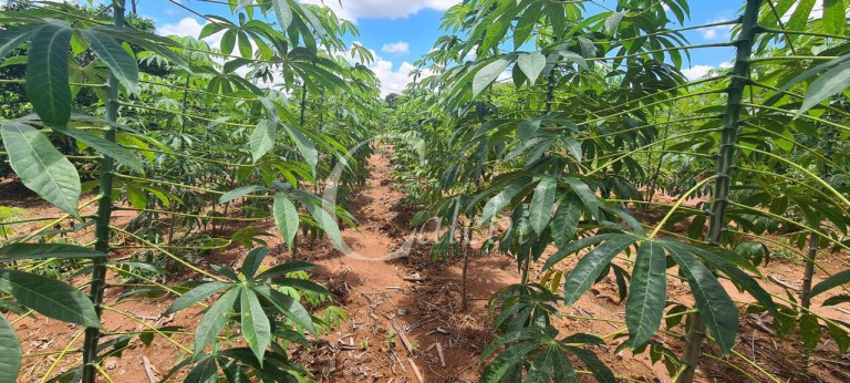 Imagem Chácara à Venda, 3 m² em área Rural De Mogi Mirim - Moji Mirim Imagem Chácara à Venda, 3 m² em área Rural De Mogi Mirim - Moji Mirim