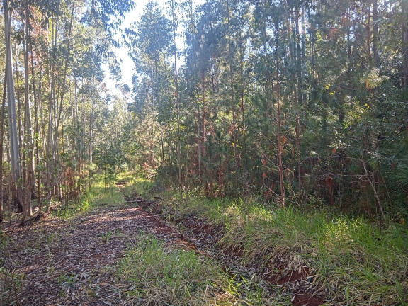Imagem Chácara à Venda, 29.000 m² em Pimenta - Viamão