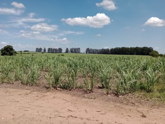 Imagem Imóvel à Venda, 25 m² em área Rural De Pratânia - Pratânia Imagem Imóvel à Venda, 25 m² em área Rural De Pratânia - Pratânia
