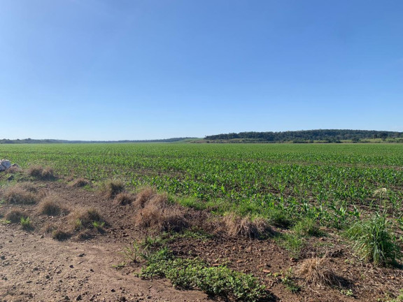 Imagem Fazenda à Venda, 776 m² em Rural - Guia Lopes Da Laguna Imagem Fazenda à Venda, 776 m² em Rural - Guia Lopes Da Laguna
