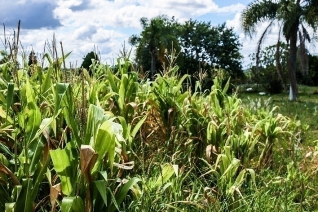 Imagem Chácara à Venda, 2 m² em águas Claras - Viamão