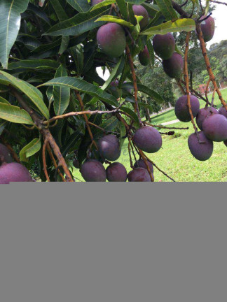 Imagem Fazenda à Venda, 3.800 m² em Vertentes Do Mamonal - Pirassununga Imagem Fazenda à Venda, 3.800 m² em Vertentes Do Mamonal - Pirassununga