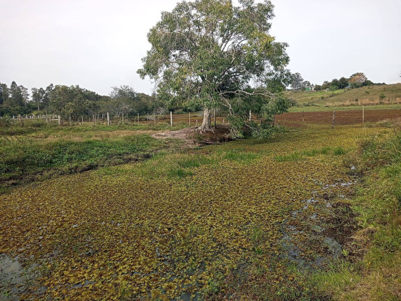 Imagem Chácara à Venda, 10.000 m² em águas Claras - Viamão