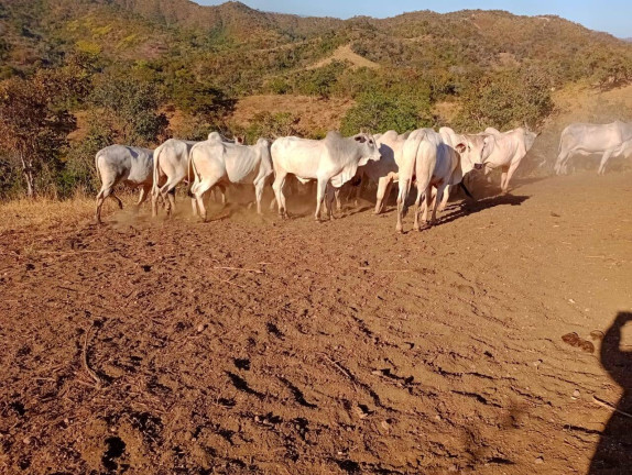Imagem Fazenda à Venda, 12 m² em Zona Rural - Padre Bernardo Imagem Fazenda à Venda, 12 m² em Zona Rural - Padre Bernardo