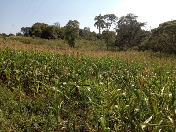 Imagem Imóvel com 3 Quartos à Venda, 130.000 m² em Cantagalo - Antônio Olinto Imagem Imóvel com 3 Quartos à Venda, 130.000 m² em Cantagalo - Antônio Olinto