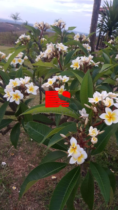 Imagem Chácara com 3 Quartos à Venda, 500 m² em Paraopeba Imagem Chácara com 3 Quartos à Venda, 500 m² em Paraopeba