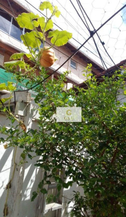 Imagem Casa com 2 Quartos à Venda, 150 m² em Caiçara - Praia Grande
