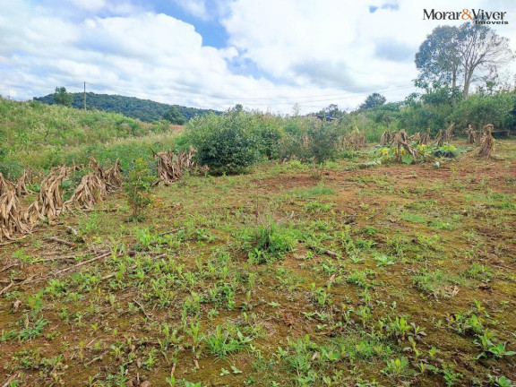 Imagem Chácara à Venda, 3.000 m² em Campestre Da Faxina - São José Dos Pinhais