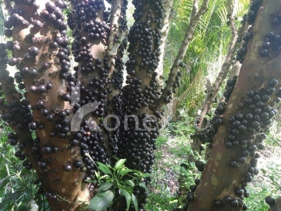Imagem Fazenda à Venda, 100 m² em Monte Belo - Taubaté Imagem Fazenda à Venda, 100 m² em Monte Belo - Taubaté
