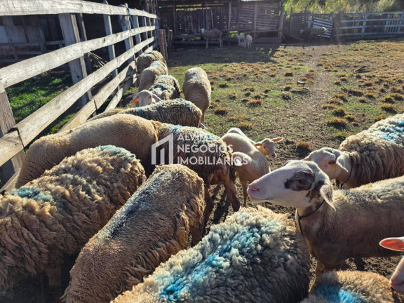 Imagem Chácara com 3 Quartos à Venda, 53.000 m² em Estrada Jardim - Itanhandu Imagem Chácara com 3 Quartos à Venda, 53.000 m² em Estrada Jardim - Itanhandu