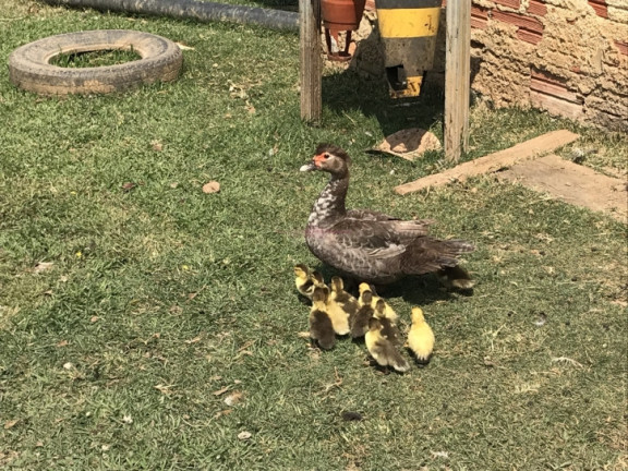 Imagem Terreno à Venda, 2 m² em Recanto Maravilha Ii - Boituva