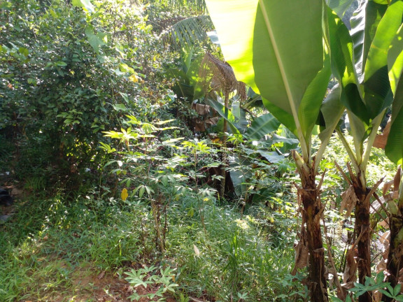 Imagem Imóvel à Venda,  em Zantão - Brusque