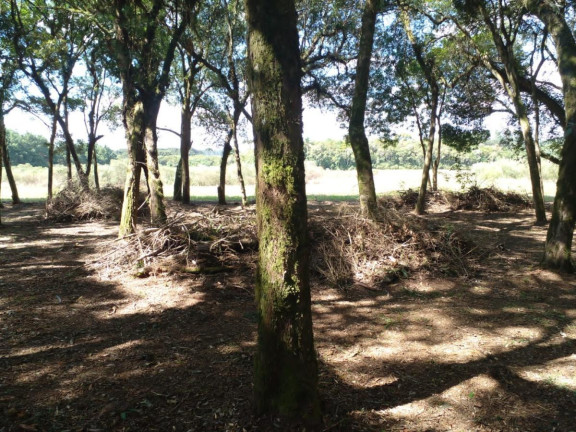 Imagem Terreno à Venda, 20.000 m² em Campo Largo Da Roseira - São José Dos Pinhais Imagem Terreno à Venda, 20.000 m² em Campo Largo Da Roseira - São José Dos Pinhais