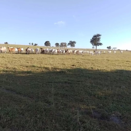 Imagem Fazenda à Venda, 189 m² em Zona Rural - Canabrava Do Norte Imagem Fazenda à Venda, 189 m² em Zona Rural - Canabrava Do Norte