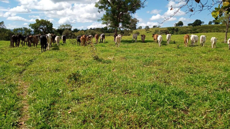 Imagem Fazenda à Venda, 23 m² em Zona Rural - Caldas Novas Imagem Fazenda à Venda, 23 m² em Zona Rural - Caldas Novas