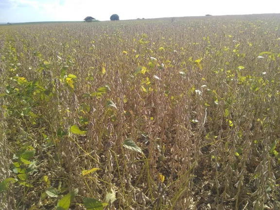 Imagem Fazenda à Venda, 632 m² em Rural - Echaporã