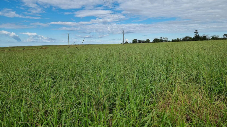 Imagem Fazenda à Venda, 2.400 m² em Paranatinga Imagem Fazenda à Venda, 2.400 m² em Paranatinga