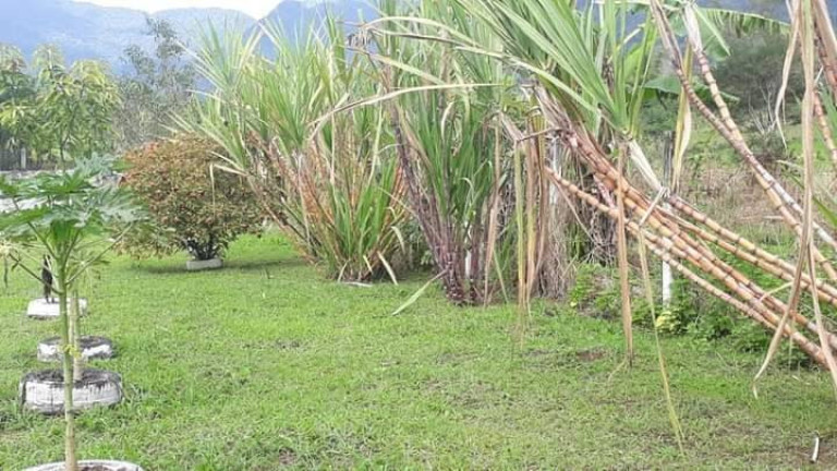 Imagem Chácara com 3 Quartos à Venda, 100 m² em Anta Gorda - Itariri Imagem Chácara com 3 Quartos à Venda, 100 m² em Anta Gorda - Itariri