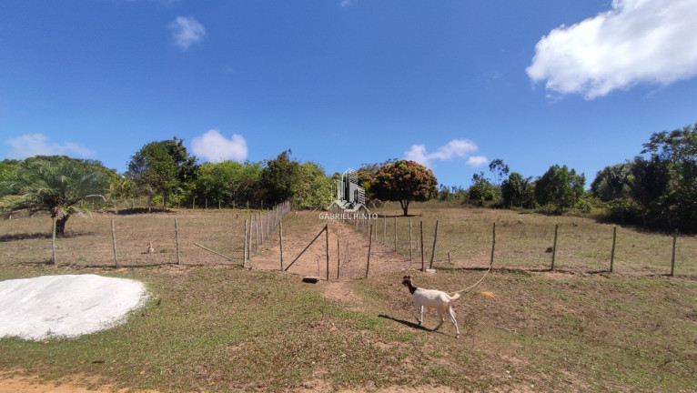 Imagem Terreno à Venda, 6.500 m² em Barra Do Pojuca (monte Gordo) - Camaçari Imagem Terreno à Venda, 6.500 m² em Barra Do Pojuca (monte Gordo) - Camaçari