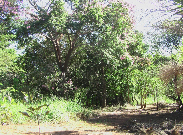 Imagem Imóvel com 1 Quarto à Venda, 21.000 m² em Zona Rural - Palmeiras (dois Irmãos Do Buriti)