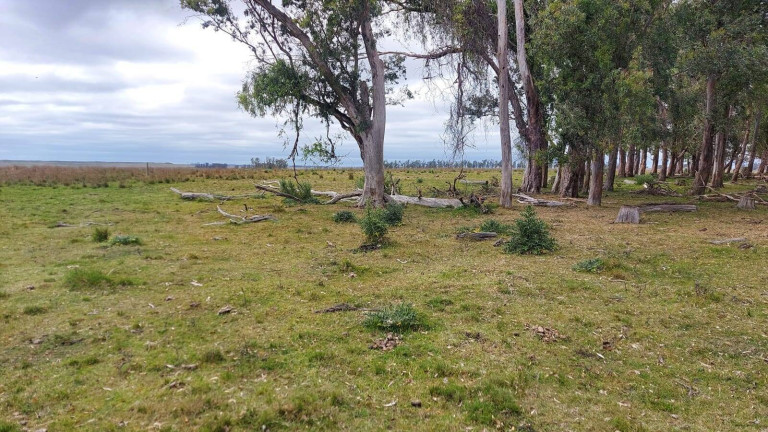 Imagem Imóvel com 2 Quartos à Venda, 2.656 m² em Quaraí Imagem Imóvel com 2 Quartos à Venda, 2.656 m² em Quaraí