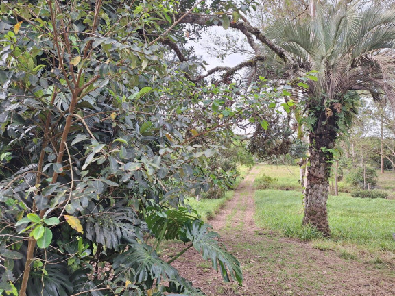 Imagem Chácara com 2 Quartos à Venda, 12.000 m² em Santo Onofre - Viamão