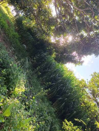 Imagem Chácara com 3 Quartos à Venda, 50.000 m² em Centro - Luziânia Imagem Chácara com 3 Quartos à Venda, 50.000 m² em Centro - Luziânia
