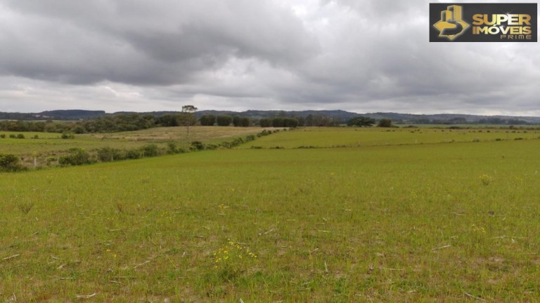 Imagem Imóvel com 3 Quartos à Venda, 660.000 m² em Zona Rural - Capão Do Leão