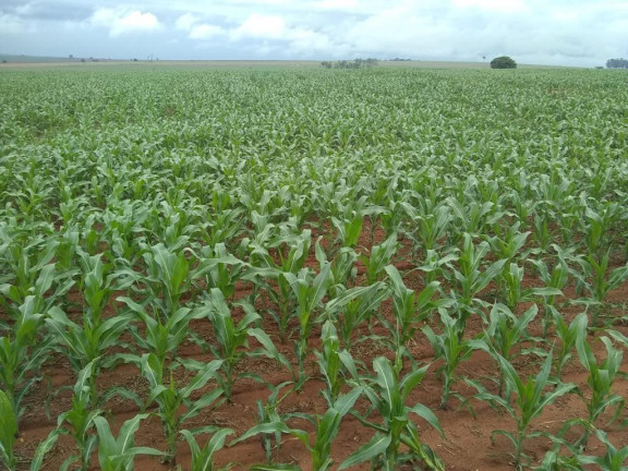 Imagem Fazenda à Venda, 632 m² em Rural - Echaporã