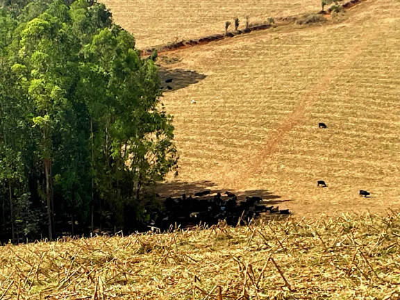 Imagem Fazenda à Venda, 92 m² em Poços De Caldas Imagem Fazenda à Venda, 92 m² em Poços De Caldas