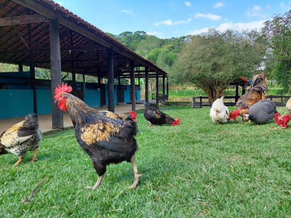 Imagem Chácara com 10 Quartos à Venda, 33.500 m² em Maraporã - Cachoeiras De Macacu Imagem Chácara com 10 Quartos à Venda, 33.500 m² em Maraporã - Cachoeiras De Macacu